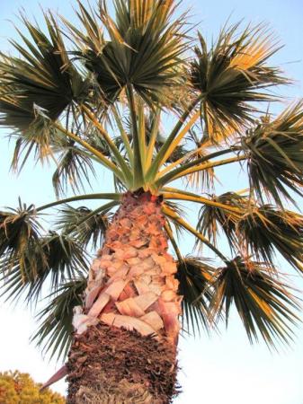 les palmiers dans le soleil du soir à Arcachon