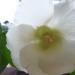 fleur de cotonnier ouverte le 23 déc 09 M. Belin