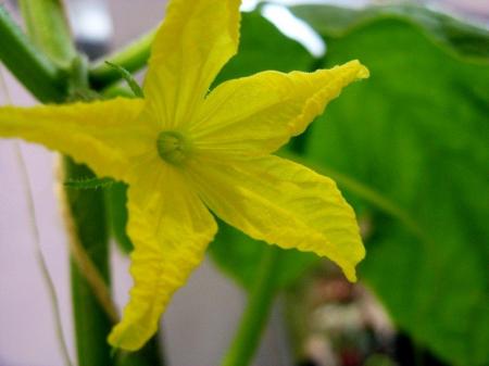 Filière végétale, la fleur de tomate