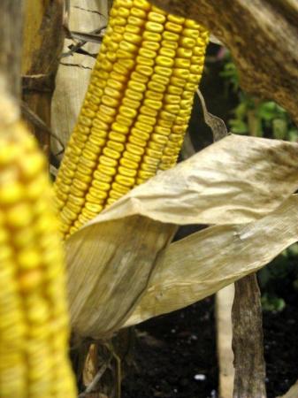 Maïs non OGM