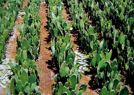 Champs de cactus