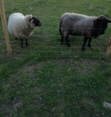 moutons à Notre- Dame de Bon Secours photo polbrine 2.jpg