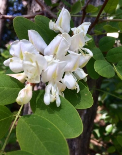 fleurs d'acacia parfumées photo Marie Belin avril 2019.JPG