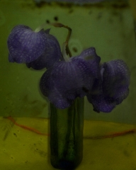 camera obscura expo Flores juqu'au 20 oct 2018 l'orchidée de Sarah Moon.jpg