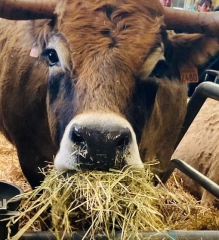 Salon de l'agriculture 2024 la petite vache de jersey excellent lait aux qualités nutitives.jpg