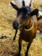 Salon de l'agriculture 2024 la chèvre brune.jpg