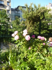 jardin vert-tige rosier.jpg