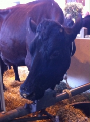 Salon de l'agriculture 2015 la vache Filouze.JPG