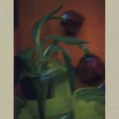 Camera obscura expo Flores sept-oct 2018 Sarah Moon tulipes.jpg