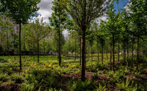 forêt urbaine place de catalogne. photo juin 2024.jpg