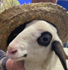 salon de l'agriculture 2024 petit agneau du lot avec le chapeau.jpg
