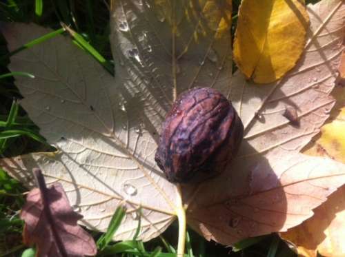 Automne au jardin Atlantique une noix sur des feuilles mouillées photo Marie Belin.JPG