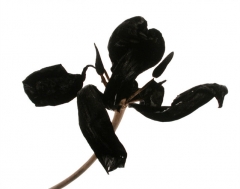 Camera obscura expo Brihat sept et oct 2019 tulipe noire.jpg