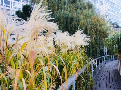 jardin atlantique automne 2018 la passerelle et les herbes folles photo marie belin nov 2018.jpg