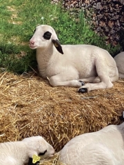 Salon de l'agriculture 2024 le petit agneau du lot.jpg