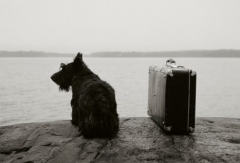 camera obscura expo avril- mai 2022 kristoffer albrecht chien avec la valise.jpg